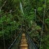 oropendola waterfall hanging bridges