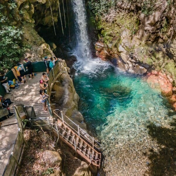 oropendola waterfall costa rica