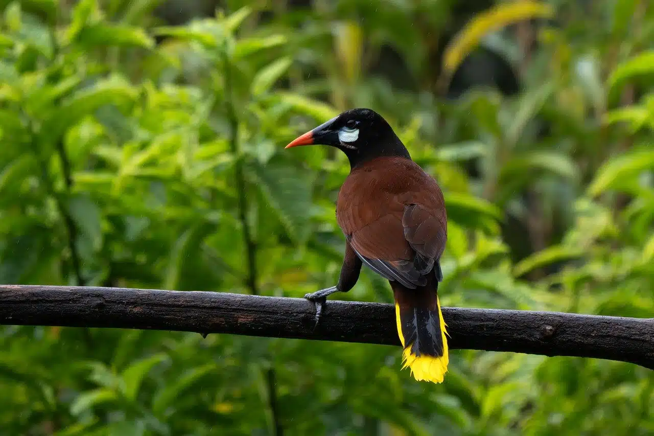 Oropendola Waterfall: Your Complete Travel Guide 2026 25 Montezuma Oropendola