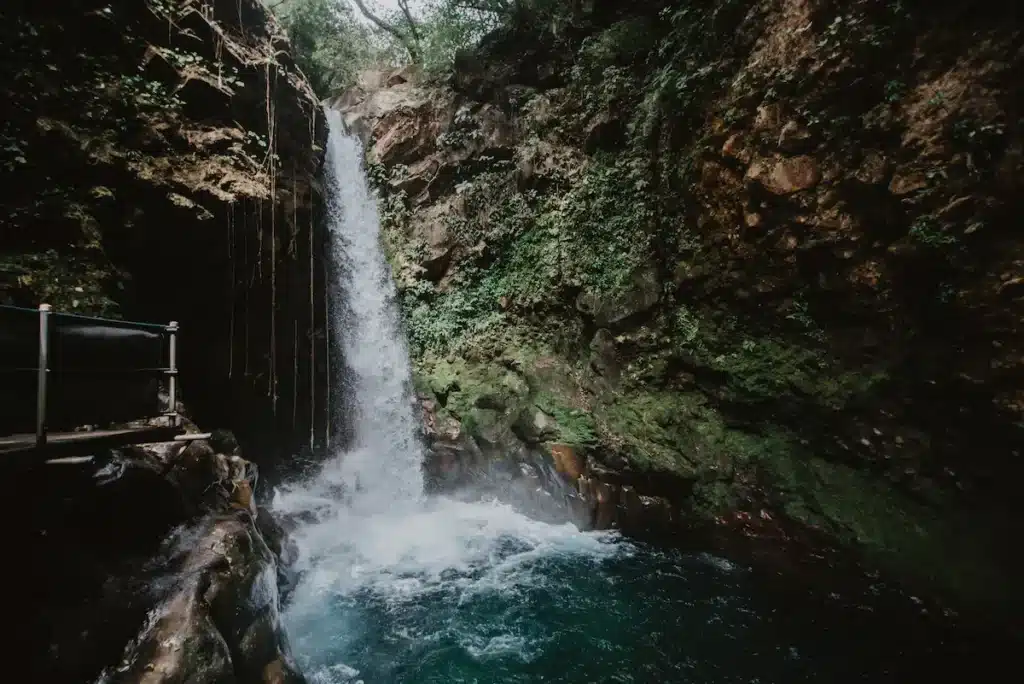 oropendola waterfall rainy season costa rica